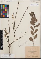 Foto von Salix cinerea L.
